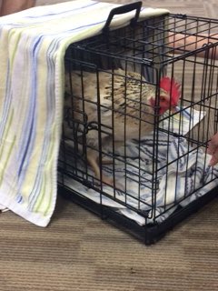 patriciaeyer's tweet image. @WOSnews #EarthKids invited a chicken to today’s last meeting of the year! Do you know the benefits of raising backyard chickens? Ask #EarthKids #thankyouadelina #thankyouprettygirl 🐓🐓🐓🥚🥚