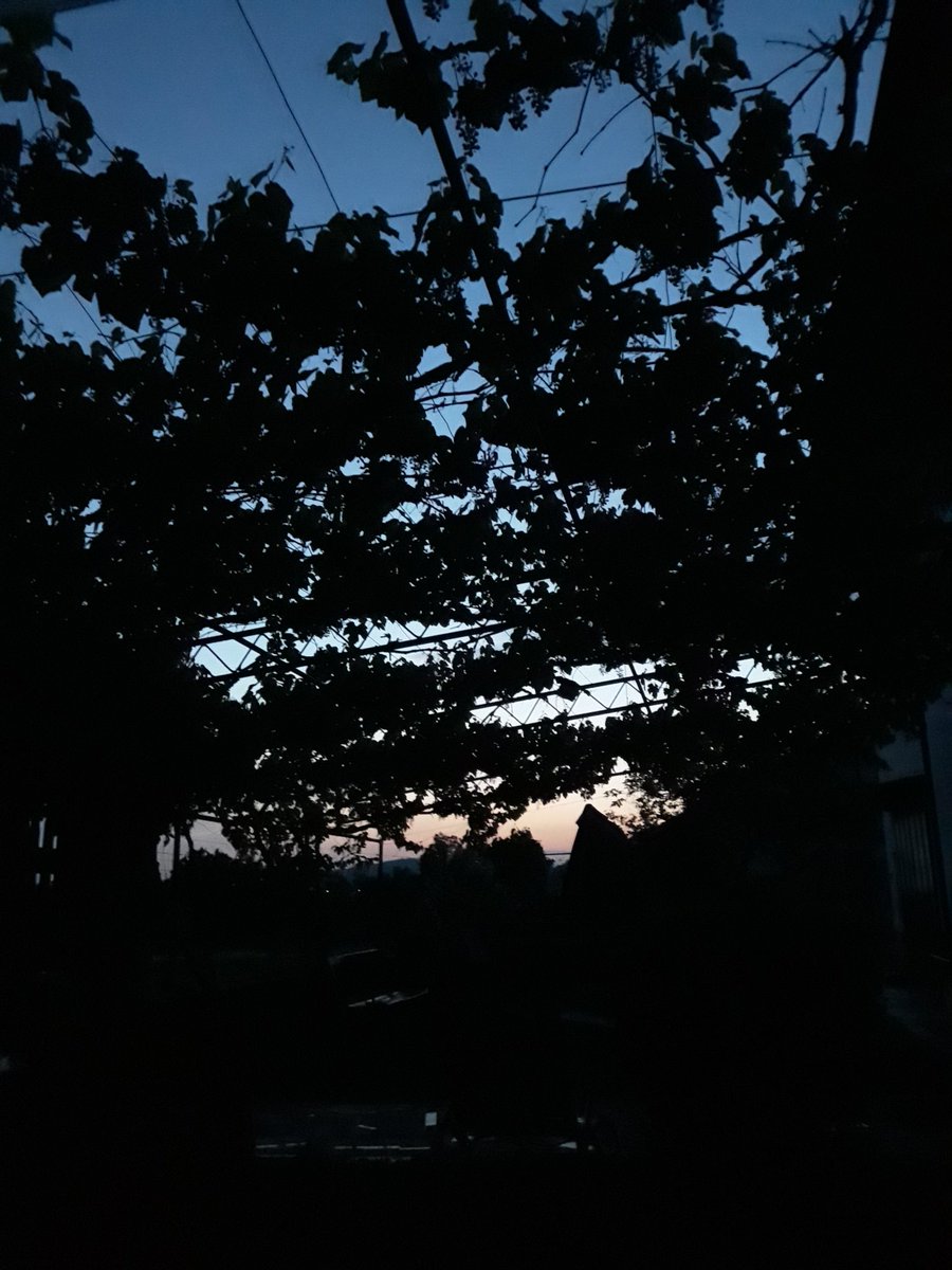 Istrianer's tweet image. Lepše so kot palme! #trta