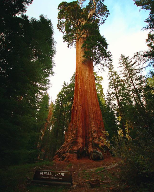 TheRebelFive's tweet photo. See things that make you feel small #rvlife #rv #fulltimerving #fulltimerving #motorhome #travelphotography #travel #generalgranttree #nps #kingscanyonnationalpark https://t.co/jHrIj6QTts https://t.co/T56RAL59DU