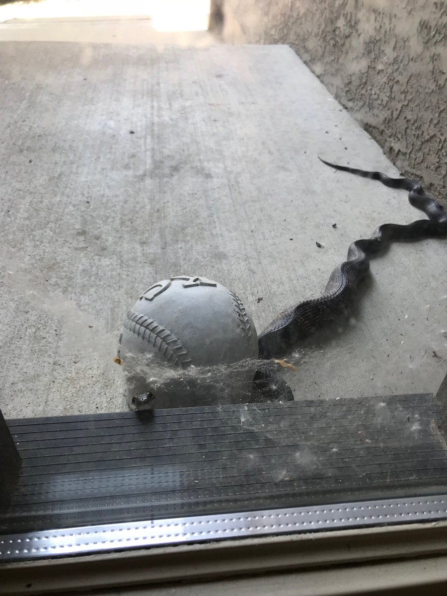 rachelroyalkc's tweet photo. Just a recap of my day... almost burned my house down due to the 7 foot anaconda like snake that was looking at me through the front door. https://t.co/G7D3xNqpwp