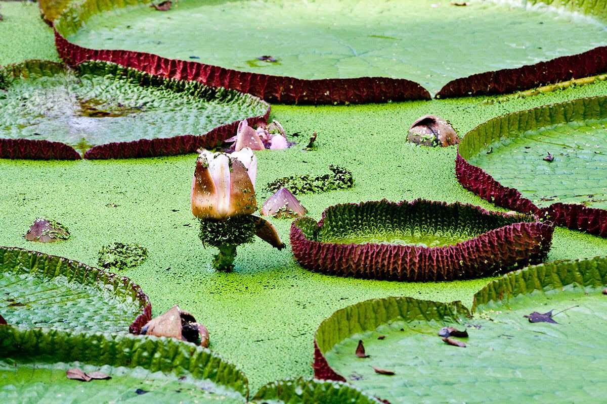 These lily pads aren’t just beautiful, but they’re GIANTS! Yet another amazing image of the Rupununi