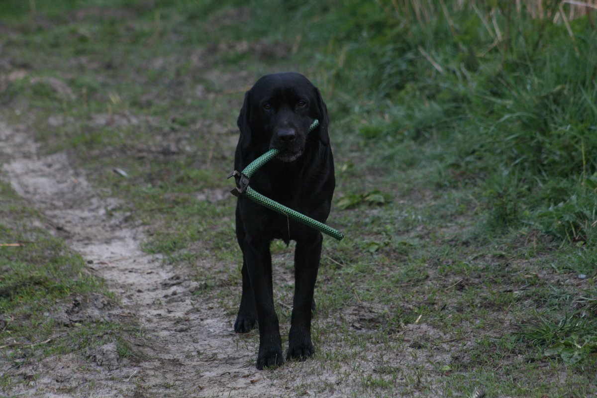 BoswachterEdJ's tweet photo. Wauw! Wat een hoop aardige reacties omdat ik m'n ouwe maatje #Roy moest laten ingeslapen! Hier nog wat plaatjes van de 10 jaar dat hij mee op boswachterspad was. Paarden lokken, talloze reekalfjes opgezocht, brillen, portomonaine, sleutels, gereedschap gevonden. Tophond! https://t.co/oeDPd45wSs