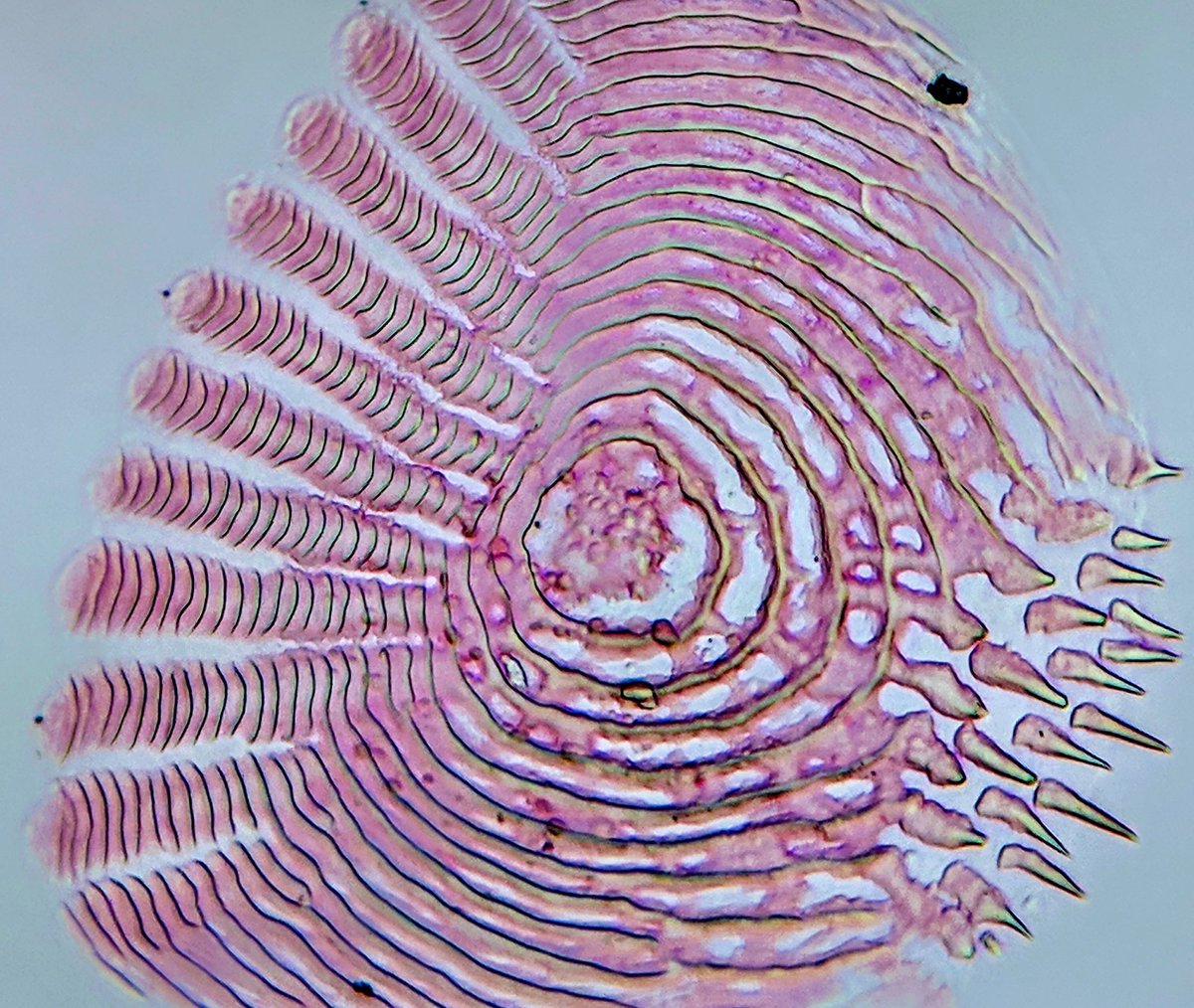 garethjfraser's tweet image. Cichlid fish ctenoid scale stained with Alizarin red. The posterior tooth-like spines are called cteni. 🐟 #fishskin #cichlid #teleost