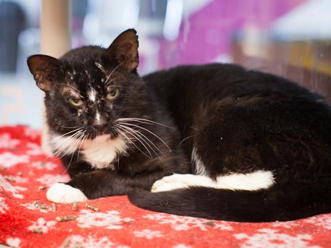 NHSCats's tweet photo. When Stan the Man (yes, that is his full name) came to the shelter, he was in rough shape and had to undergo several treatments, but he’s getting better every day! https://t.co/gIF83ORMAB