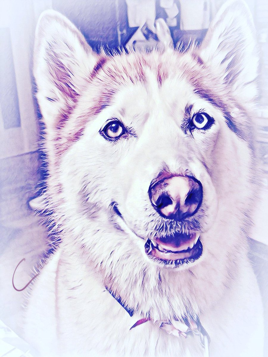 ルカ マーヤ シベリアンハスキー 普段強面なシベリアンハスキーの笑顔は反則 日々の憂鬱も彼女の屈託のない笑顔で心快晴 ルカ 全てのワンちゃん いつもありがとう 大好き