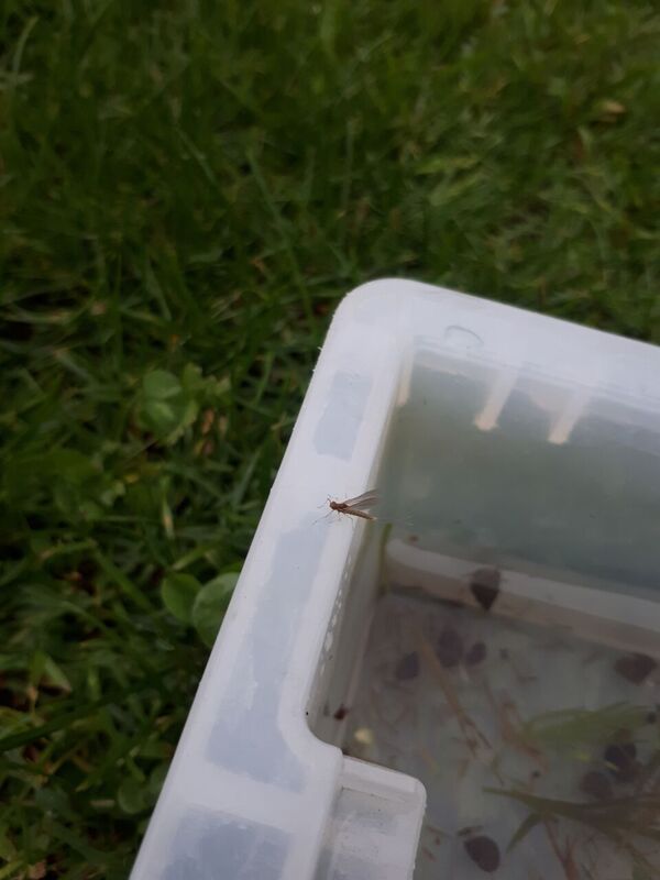 WestgateParks's tweet photo. Look what we found whilst river dipping today! A mayfly braved the storm to hatch infront of us, the case caddis was very active scuttling around the tray whilst the damselfly nymphs &amp; bullhead kept very still amongst the hundreds of mayfly nymphs! #RiverStour https://t.co/7XYDzrH2hO