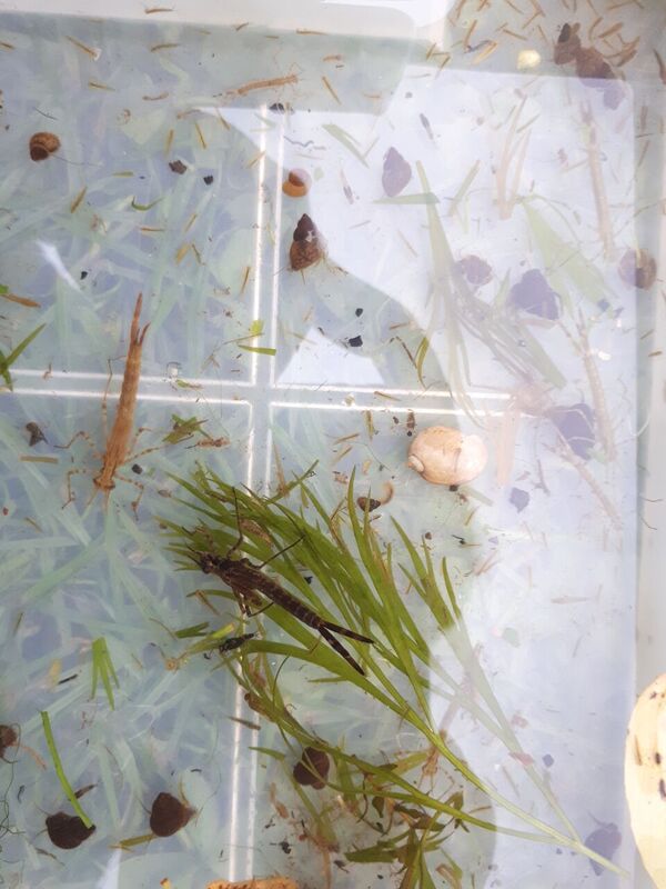WestgateParks's tweet photo. Look what we found whilst river dipping today! A mayfly braved the storm to hatch infront of us, the case caddis was very active scuttling around the tray whilst the damselfly nymphs &amp; bullhead kept very still amongst the hundreds of mayfly nymphs! #RiverStour https://t.co/7XYDzrH2hO