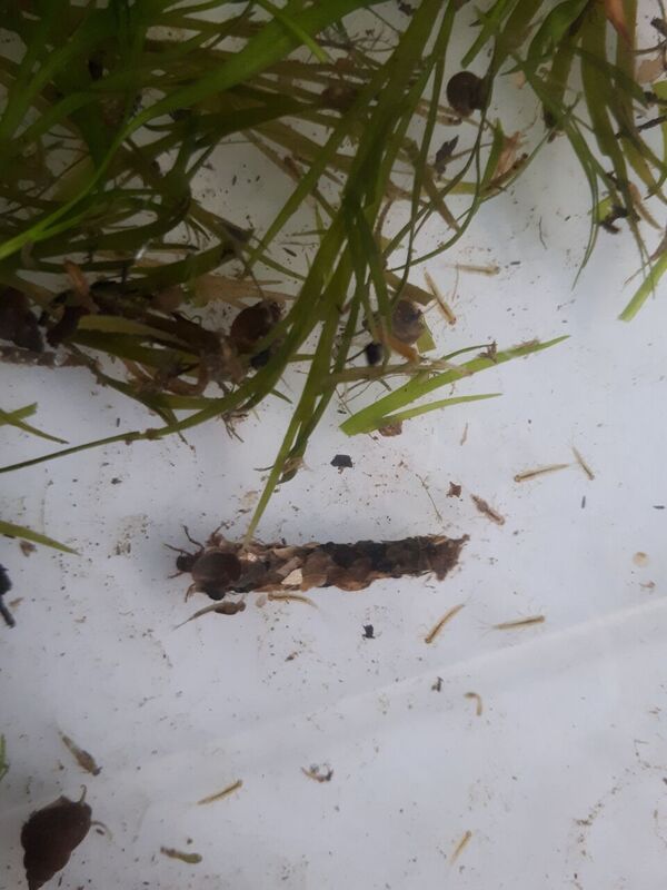 WestgateParks's tweet photo. Look what we found whilst river dipping today! A mayfly braved the storm to hatch infront of us, the case caddis was very active scuttling around the tray whilst the damselfly nymphs &amp; bullhead kept very still amongst the hundreds of mayfly nymphs! #RiverStour https://t.co/7XYDzrH2hO