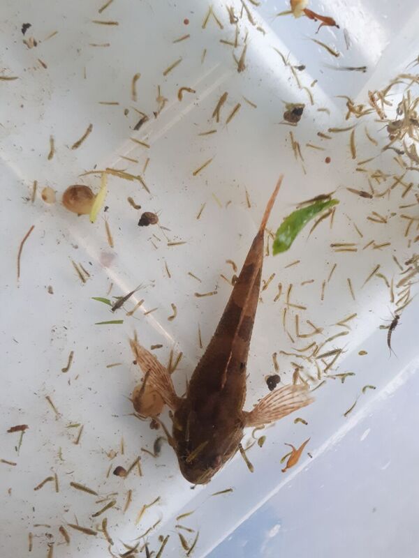 WestgateParks's tweet photo. Look what we found whilst river dipping today! A mayfly braved the storm to hatch infront of us, the case caddis was very active scuttling around the tray whilst the damselfly nymphs &amp; bullhead kept very still amongst the hundreds of mayfly nymphs! #RiverStour https://t.co/7XYDzrH2hO