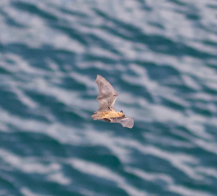 Not seen this before- day flying bat around the ship taking insects from the sea surface! @macstronach #Bats #Clewbay