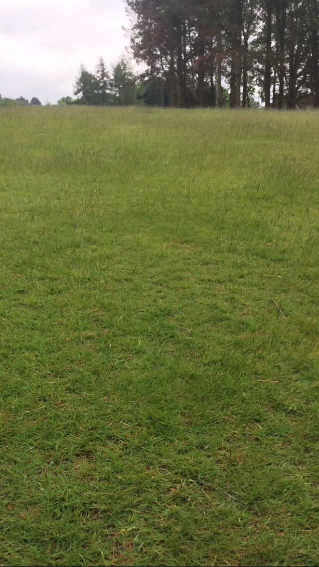 PhilColl_ICL's tweet image. Rescue has really cleaned out these areas to allow fescue to become dominant. Great management from @PrestburyGreens #refinedlook #speedofplay #fescuedominance