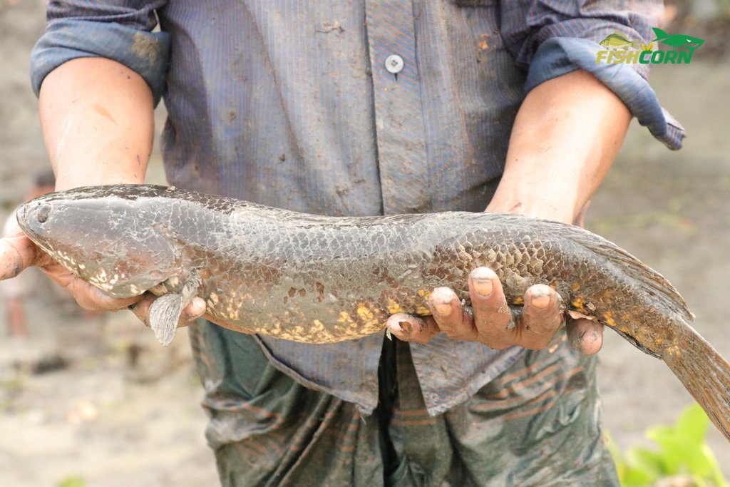 FishingCorn's tweet photo. Our Official Channel:
https://t.co/6cIkYl1dgZ
Our Official Video:
https://t.co/AkSxl4w7vD
#fish #fishcorn #fishingcorn #fishing #fishingvideo #fishingyoutube https://t.co/55aAsYWVTJ