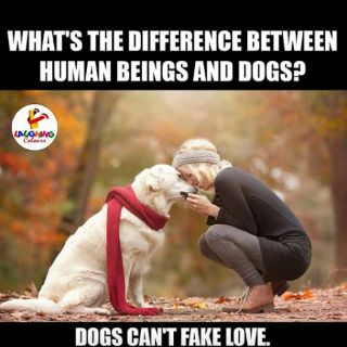 what is the difference between a human and a dog