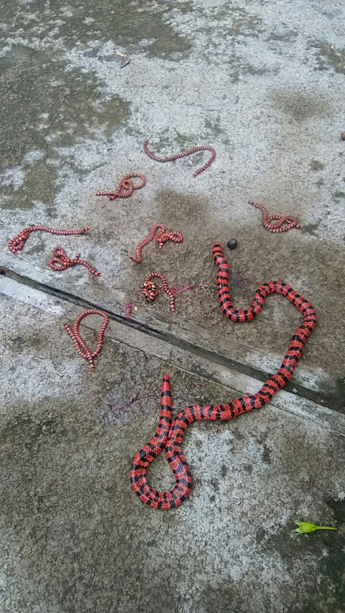 ExploramaPeru's tweet photo. This completely harmless mother Pipe Snake could have chosen a more appropriate birthing location of her snakelets, but when the time arrived, it's right then and there! Fortunately, our staff guide, Percy, was close by and gently ushered the gamily off to the rainforest floor! https://t.co/RVSIZV5rj7