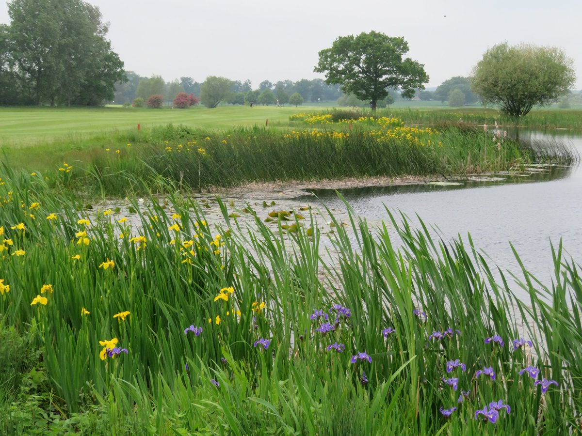 StapParkGreens's tweet photo. Great display of irises in the ponds @StaplefordPark @Ecology1BIGGA https://t.co/A3VmIewtf5
