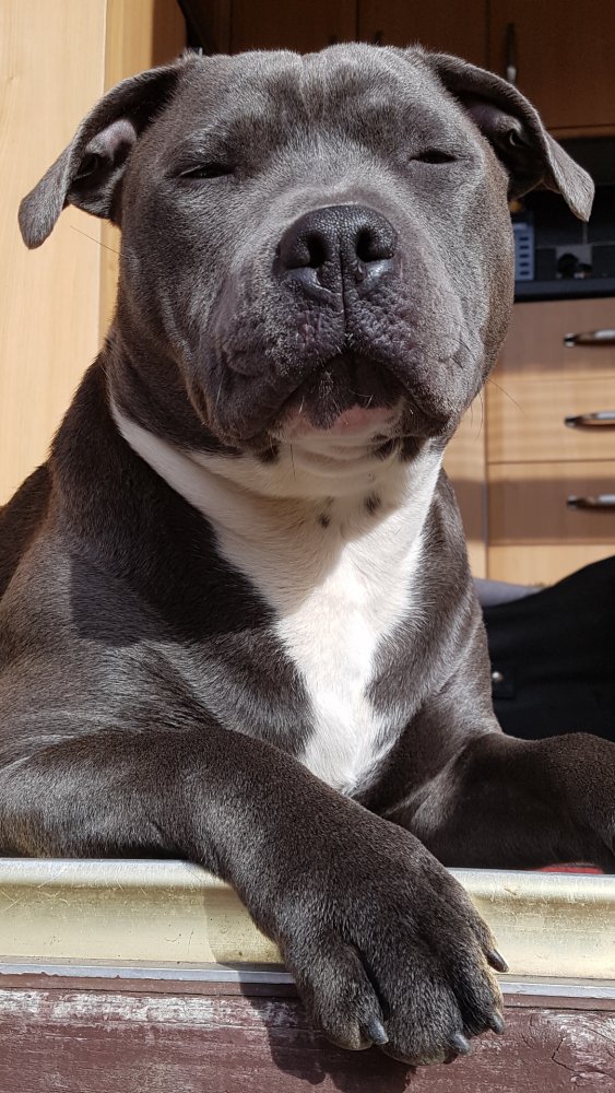 StaffyPetShop's tweet photo. Meet Kane - featuring in our Staffy Tales! If you would like your staffy to take part visit: https://t.co/42JMyA6q8W https://t.co/NZF8WuieOr