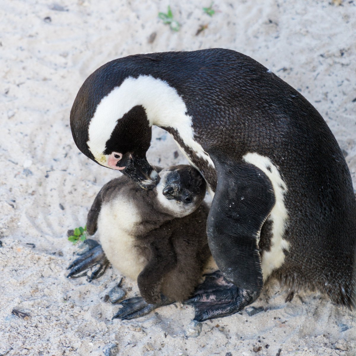 aprilwright's tweet image. I got mauled by a lion! Made a cheetah purr! Saw the fluffiest penguins! Stood at the top of a mountain! Sat where 2 oceans meet! Acquired handmade art! Gave 2 talks &amp;amp; 2 workshops at #ITWebSS2018! All while ill with a cold!
Until next time, #SouthAfrica &amp;lt;3
&amp;amp; TY @jaysonstreet