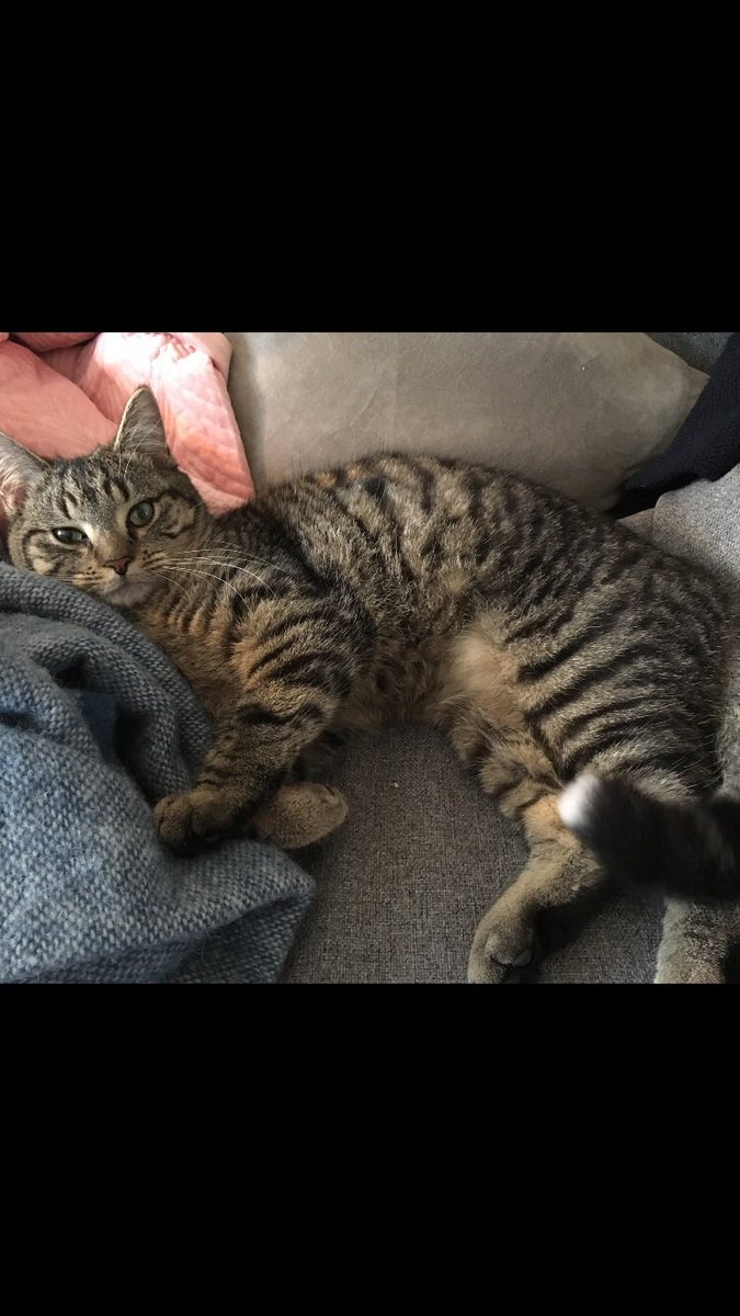 annswalsh's tweet photo. @DublinSPCA Here’s some more pics. White tip of tail https://t.co/vFEwRdlrkD