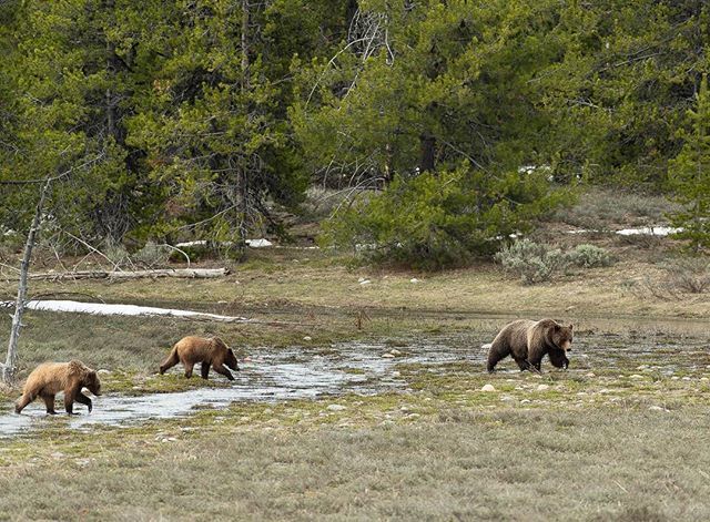 Springtime is grizzlytime. #grandtetonnationalpark #jacksonhole #grizzly #bear #grizzlybear #nohunt #399 ift.tt/2kxVucI