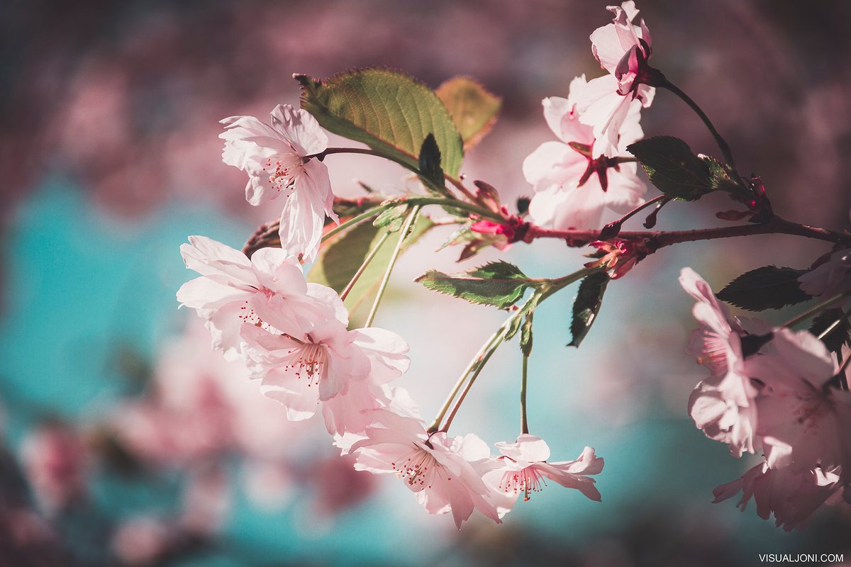 VisualJoni's tweet photo. Flower filled spring! 😁🌸

https://t.co/ziiZalbGPV
https://t.co/qcBr5yp2UK
https://t.co/36slRCvm5E
https://t.co/5Ykf4TWFh3

(c) Joni Espo https://t.co/U5kHMElPBt

#VisualJoni #photography #photographer #Helsinki #Suomi #Finland #flower #nature #naturephotography https://t.co/ePr7DbyDkM