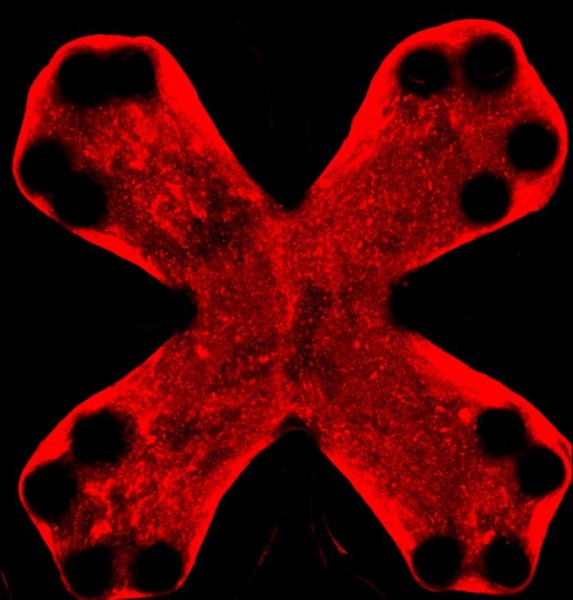 DrSandyWBiomed's tweet image. Love seeing all the great research outcomes from organ-on-a-chip projects: here is a recent publication from the University of Buffalo. Dr. Zhao and team simulate pulmonary fibrosis with their lung-on-a-chip system for drug testing.  pjj52.app.goo.gl/Km3pl8O89uwIWO…