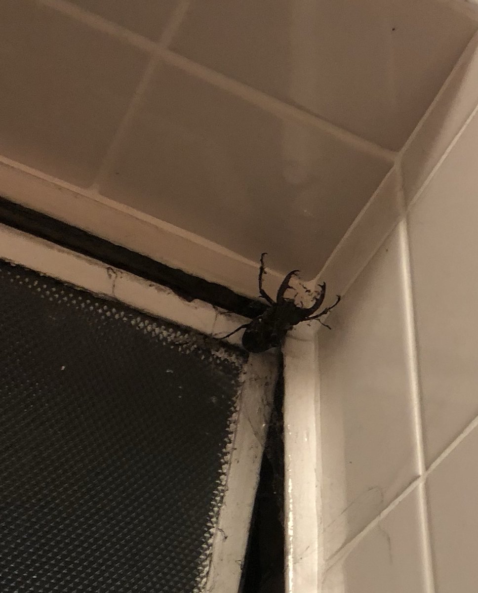 danoconnellsc's tweet photo. So last Night I stopped at #SthOckendon station for a comfort break and was shocked at the size of this thing. What is it!?!? 😳 I thought it’s was a prank by @PCPaulGlensman but it moved! #neverseenonebefore https://t.co/kEJCQg9NnJ