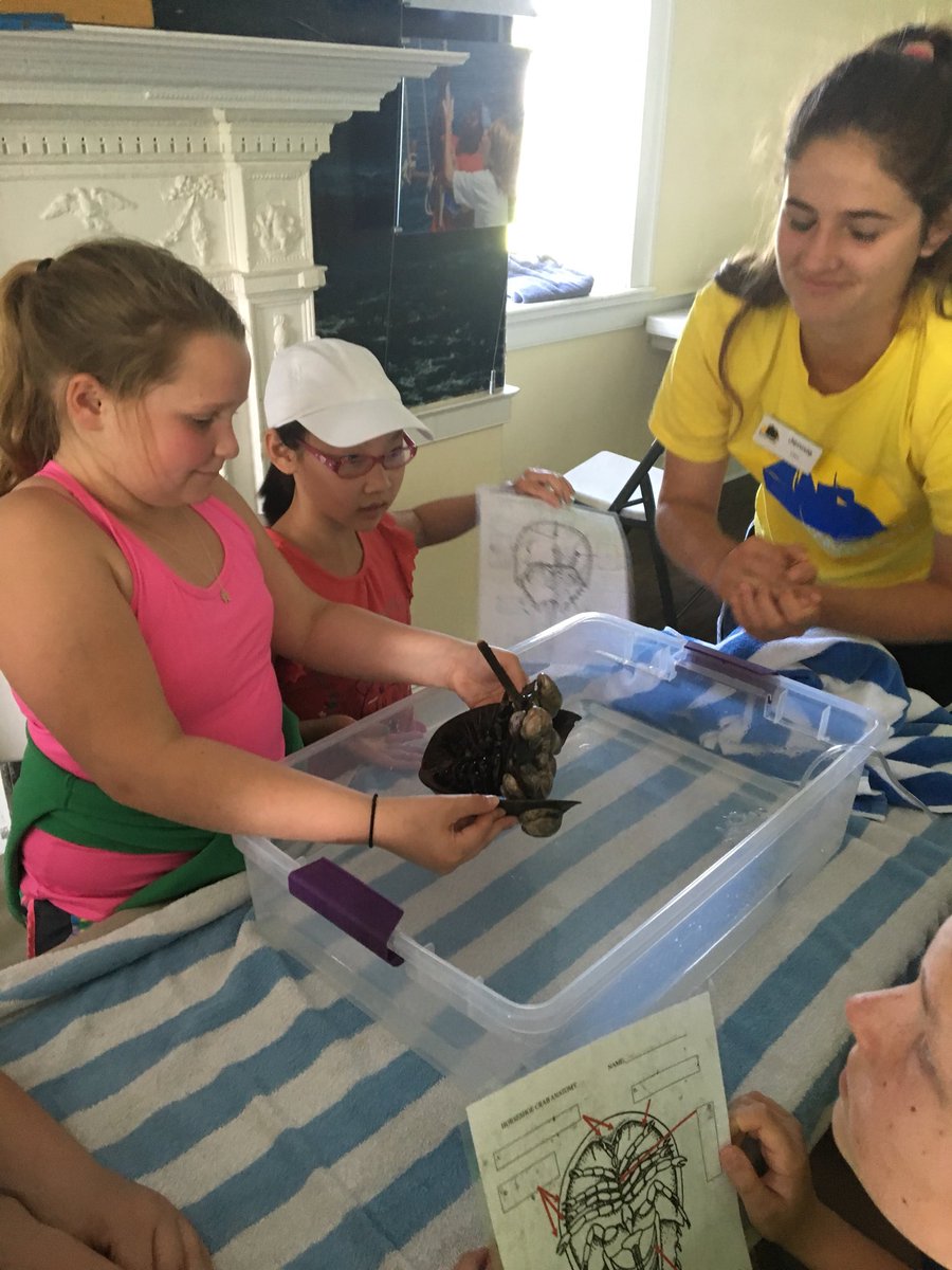 MissDaRos135's tweet photo. Did you know the horseshoe crab plays a vital role in human medicine? #soundwaters https://t.co/7QmWeeIbuS