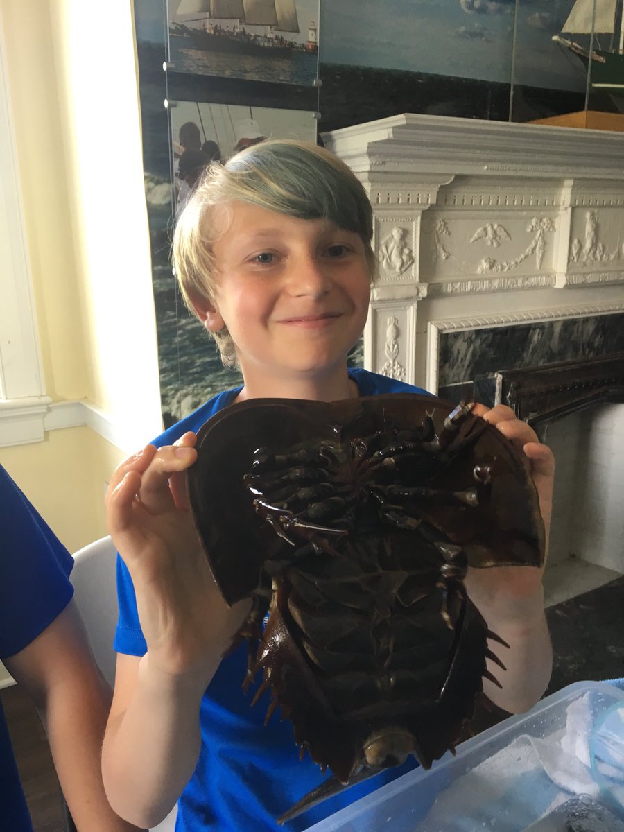 MissDaRos135's tweet photo. Did you know the horseshoe crab plays a vital role in human medicine? #soundwaters https://t.co/7QmWeeIbuS
