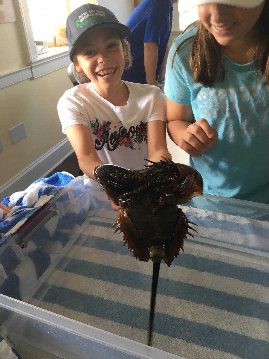 MissDaRos135's tweet photo. Did you know the horseshoe crab plays a vital role in human medicine? #soundwaters https://t.co/7QmWeeIbuS