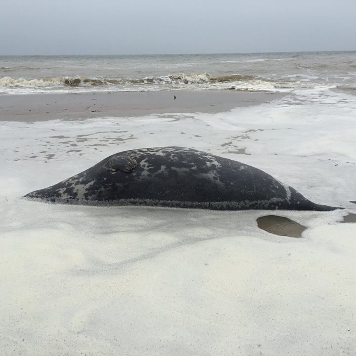 AyoAkinwo's tweet image. We found a seal dead on the beach and lots and lots of plastic waste also. It’s not acceptable, EVERYONE needs to take responsibility for this! Certain neighbourhoods don’t seem to be getting the attention they need because of their demographic! @ThanetGazette @ThanetCouncil