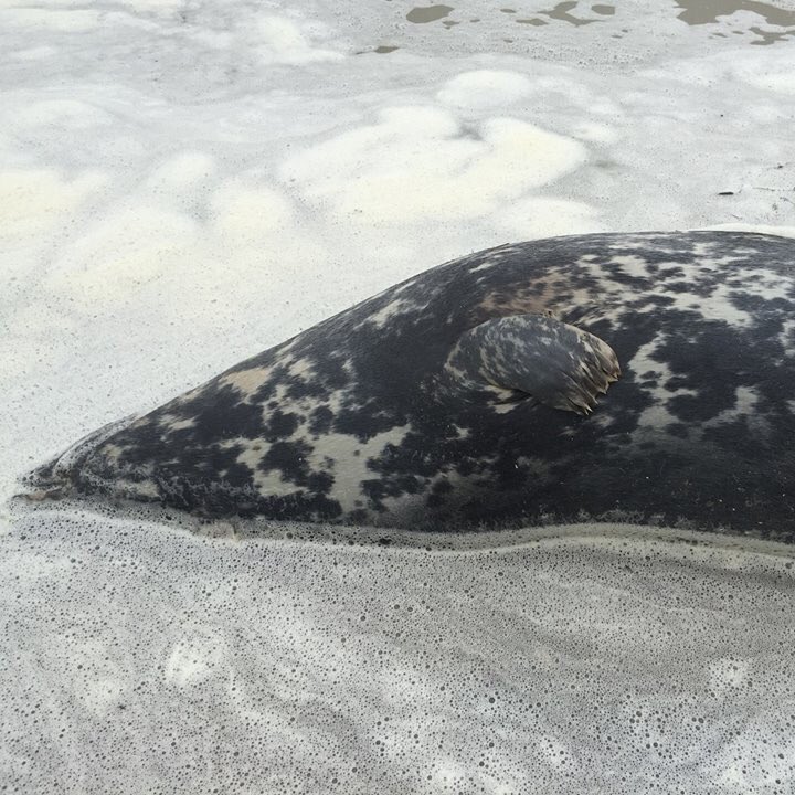 AyoAkinwo's tweet image. We found a seal dead on the beach and lots and lots of plastic waste also. It’s not acceptable, EVERYONE needs to take responsibility for this! Certain neighbourhoods don’t seem to be getting the attention they need because of their demographic! @ThanetGazette @ThanetCouncil