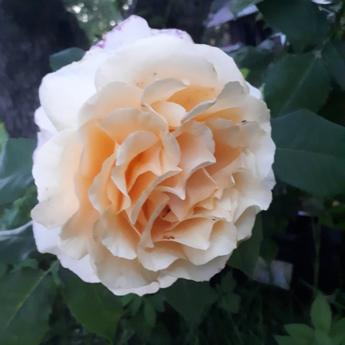 SUNNY SKY - peonijas līdziniece.
Piedāvājam iepazīties ar rožu sarakstu mūsu mājaslapā : 
http//www.medrozes.lv
Tel. 22 44 72 00
rozustadi@inbox.lv