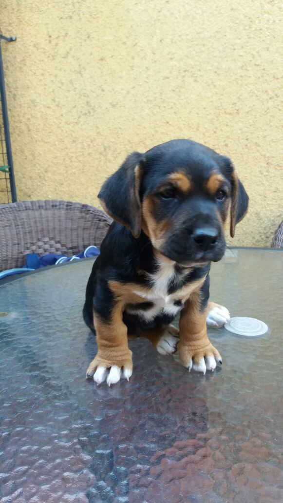 alejomotta1's tweet photo. Se da en adopción este gordo hermoso. Tiene 2 meses y no lo puedo tener en casa. Esta desparacitado y tiene todas las vacunas correspondientes.
Es una mezcla se labrador y Ovejero. 
Si pueden compartir lo agradecería. https://t.co/c8FoZsXP7Y
