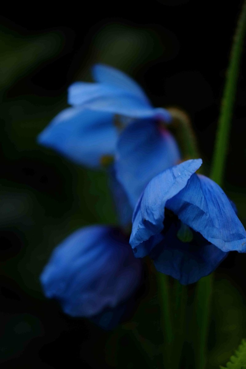 TheMontyDon's tweet photo. Himalayan blue poppy in orchard beds. https://t.co/Ofma380iFs