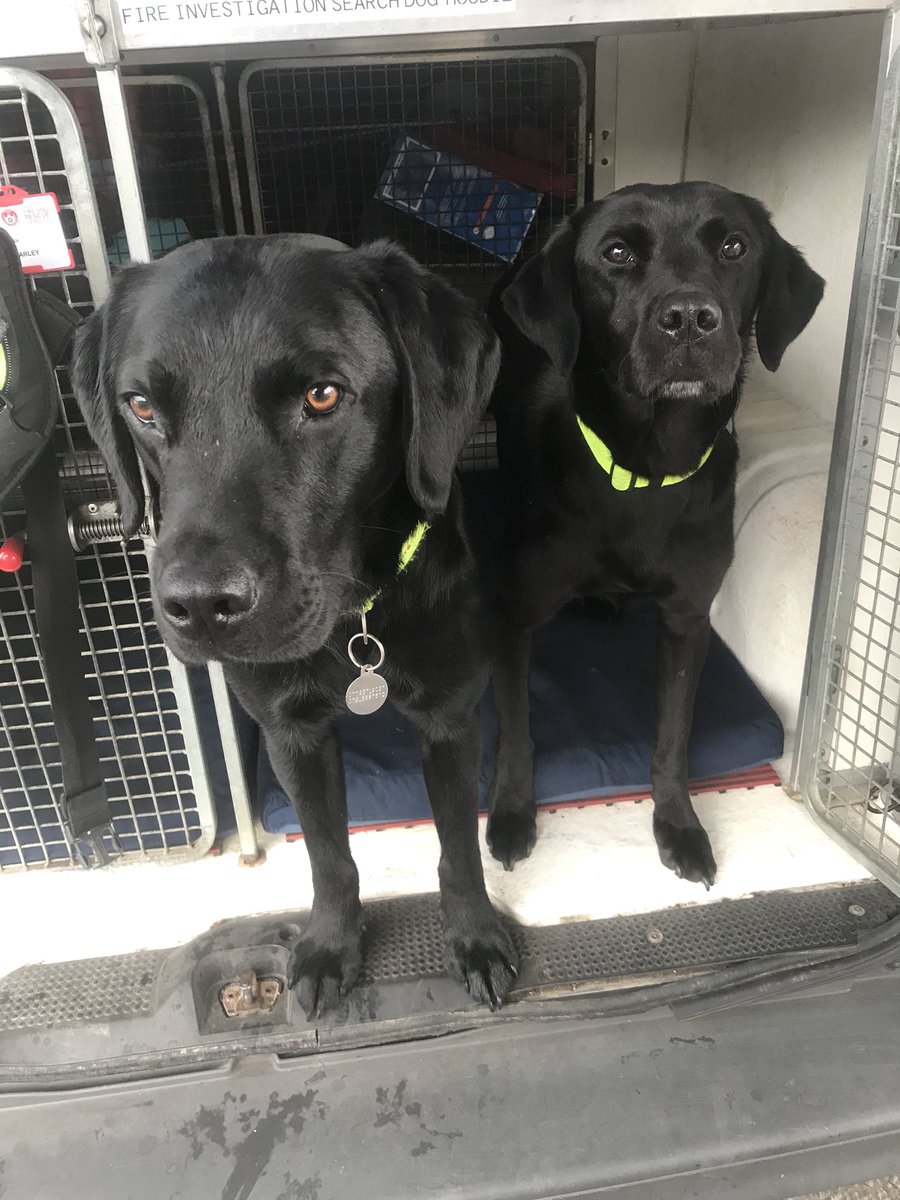 Fire Service Search Dog’s Eric and Saxon tweet media
