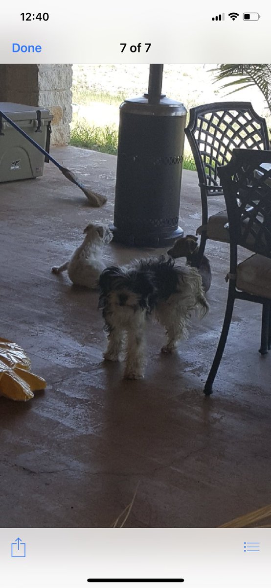 karee2014's tweet photo. Hey guys there’s 3 stray dogs chillin in my neighborhood if y’all know who they belong to or if you want them please let me know. They are super nice dogs who need your love. What would Jesus do. https://t.co/4LX5sWXOp0