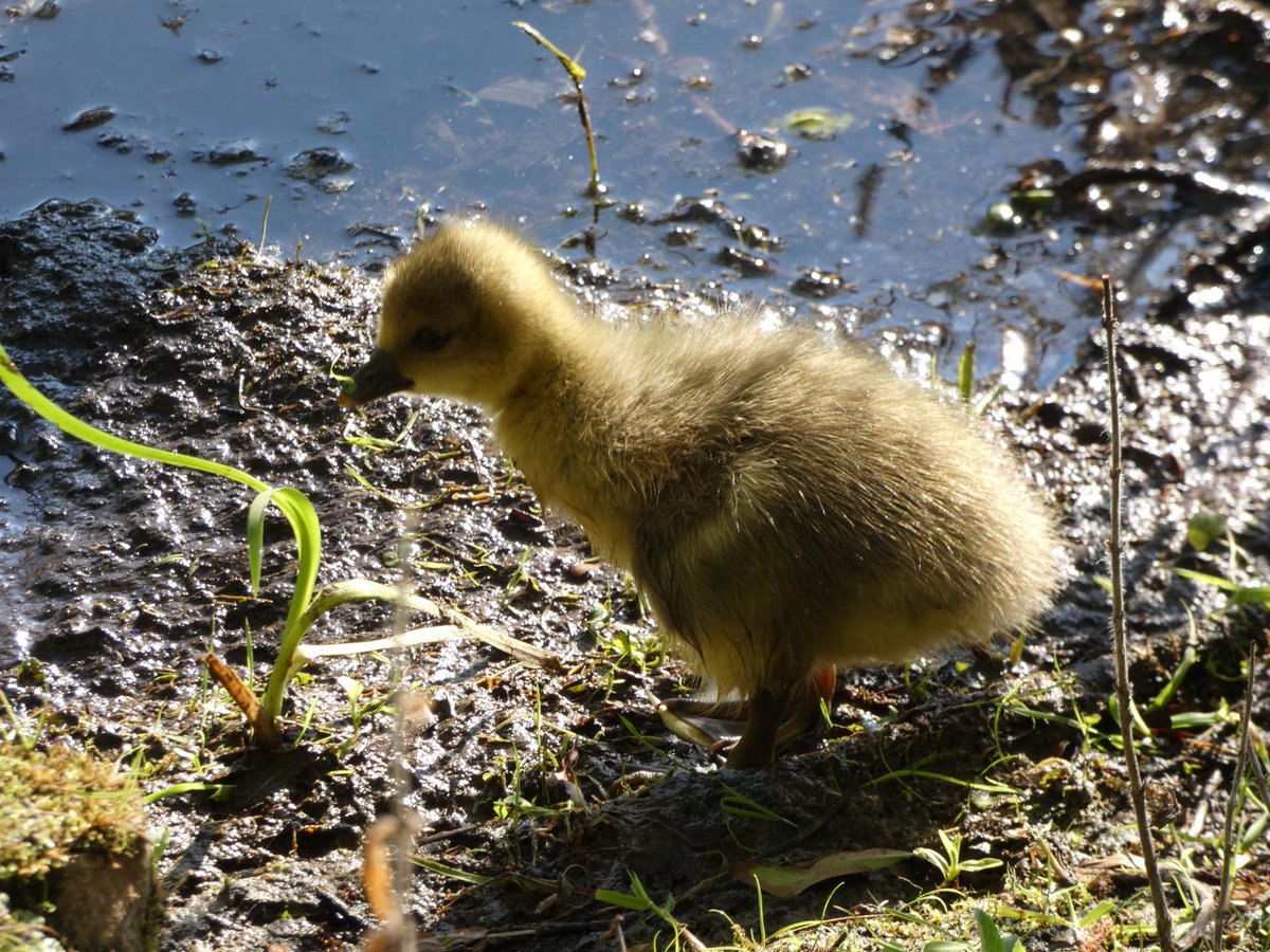 Five different types of baby birds at @LochendPark this evening! 🐣🐥🐣