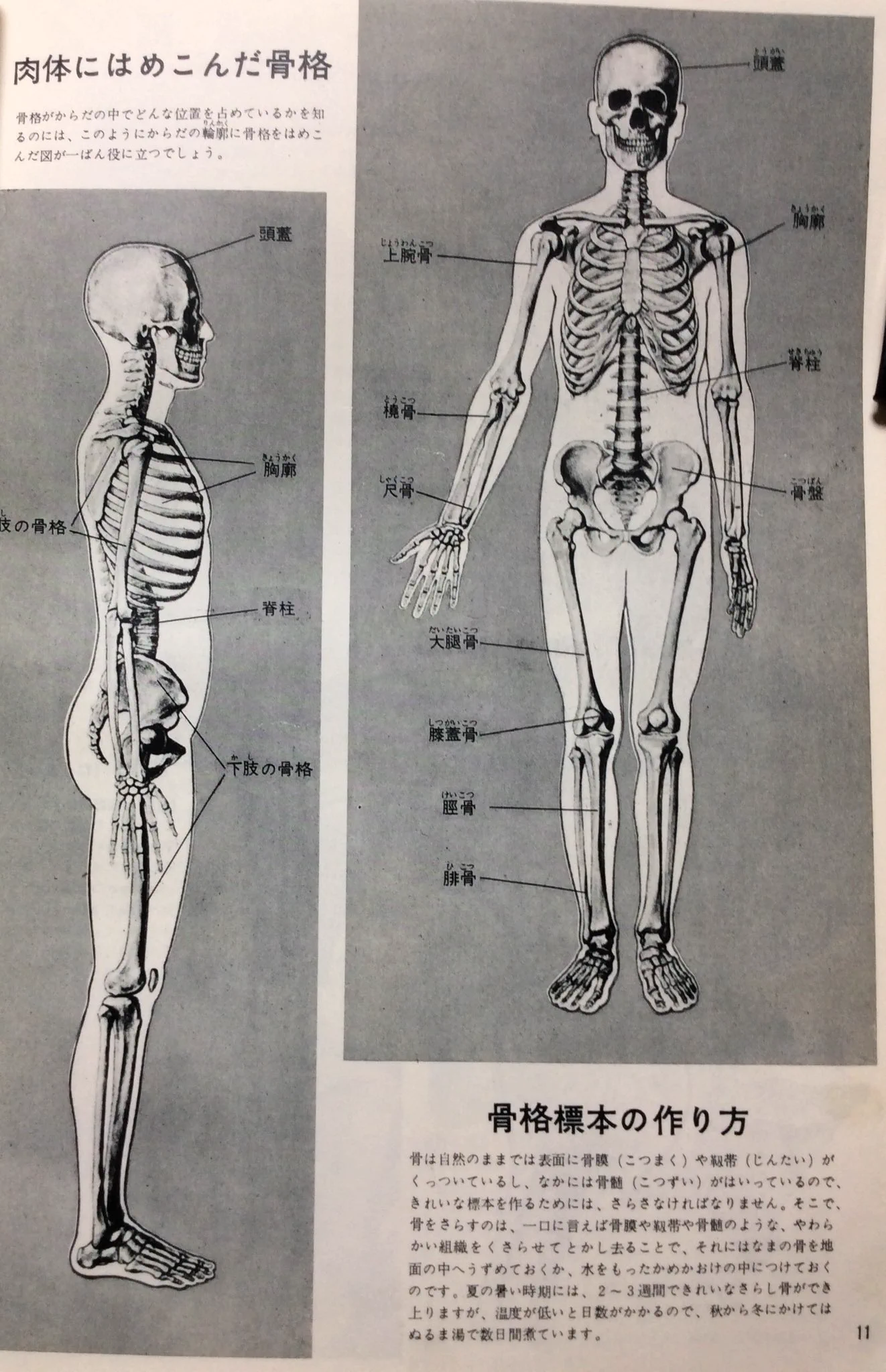 自然誌古典文庫 on X: 