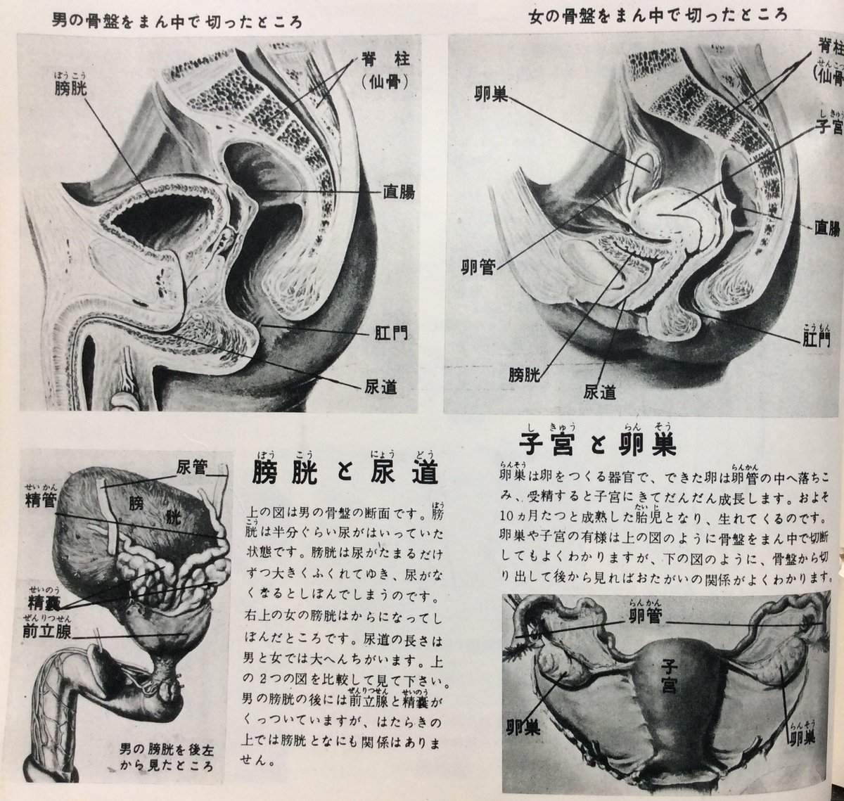 科学大観 第7号 人体」(藤田恒太郎 昭和35年6月 世界文化社刊A4判 80頁)