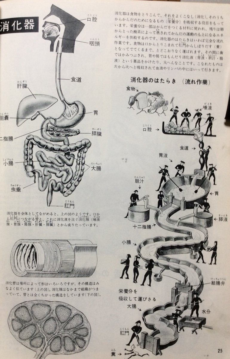 科学大観 第7号 人体」(藤田恒太郎 昭和35年6月 世界文化社刊A4判 80頁)