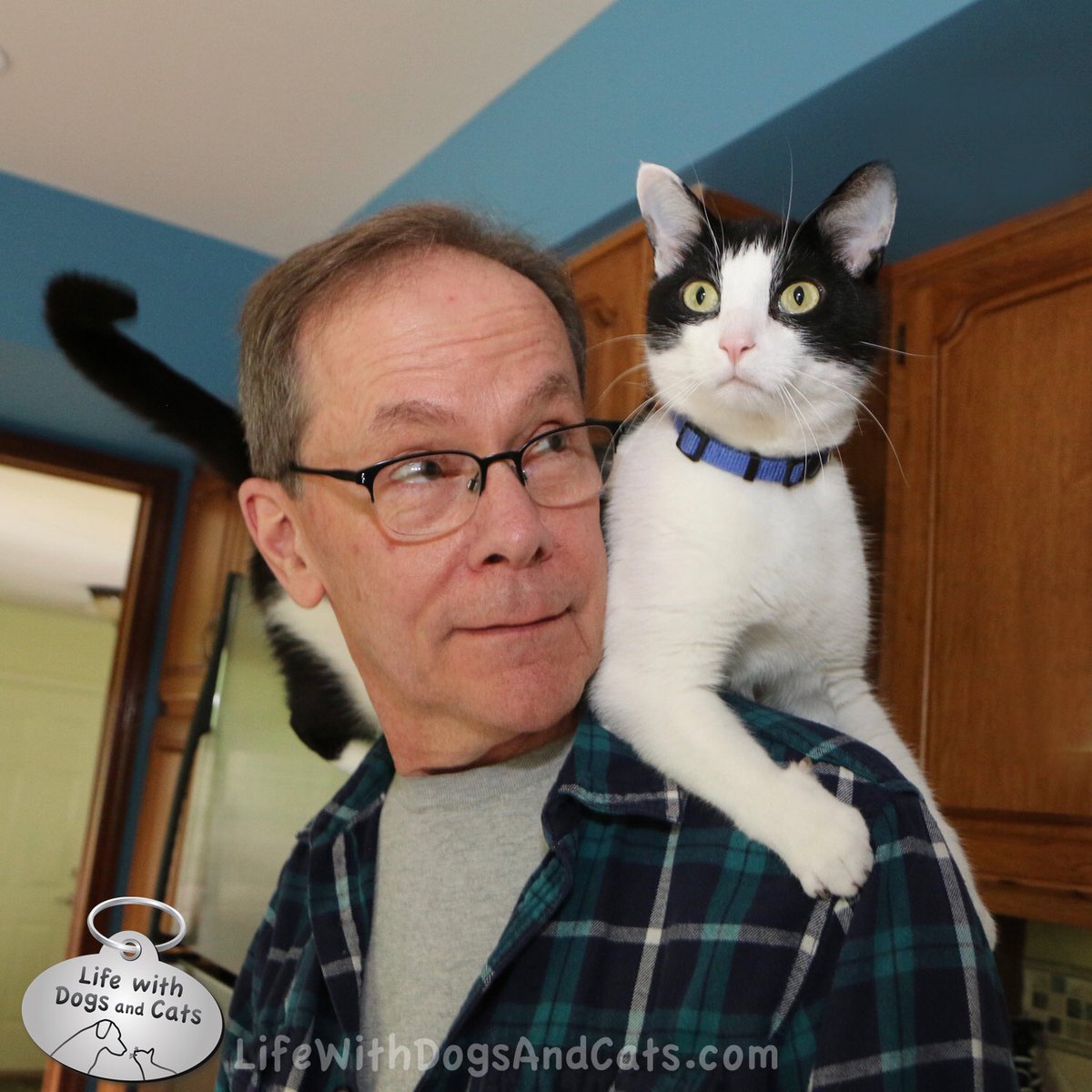 WithDogsAndCats's tweet photo. Calvin hitches a ride on my husband’s shoulder. #greatviewfromuphere #thanksfortheride #humanuber https://t.co/Pp2tDnZfqz