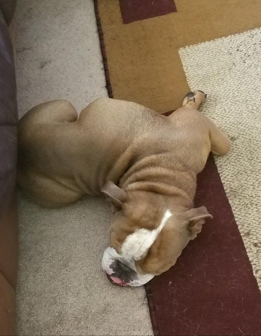 My BullDoggy, #Tarzan, asleep with #Exorcist neck position. LOL https://t.co/wSXUyh9Tfu<a href="/tag/tarzan"class="tags">#Tarzan</a><a href="/tag/exorcist"class="tags">#Exorcist</a>