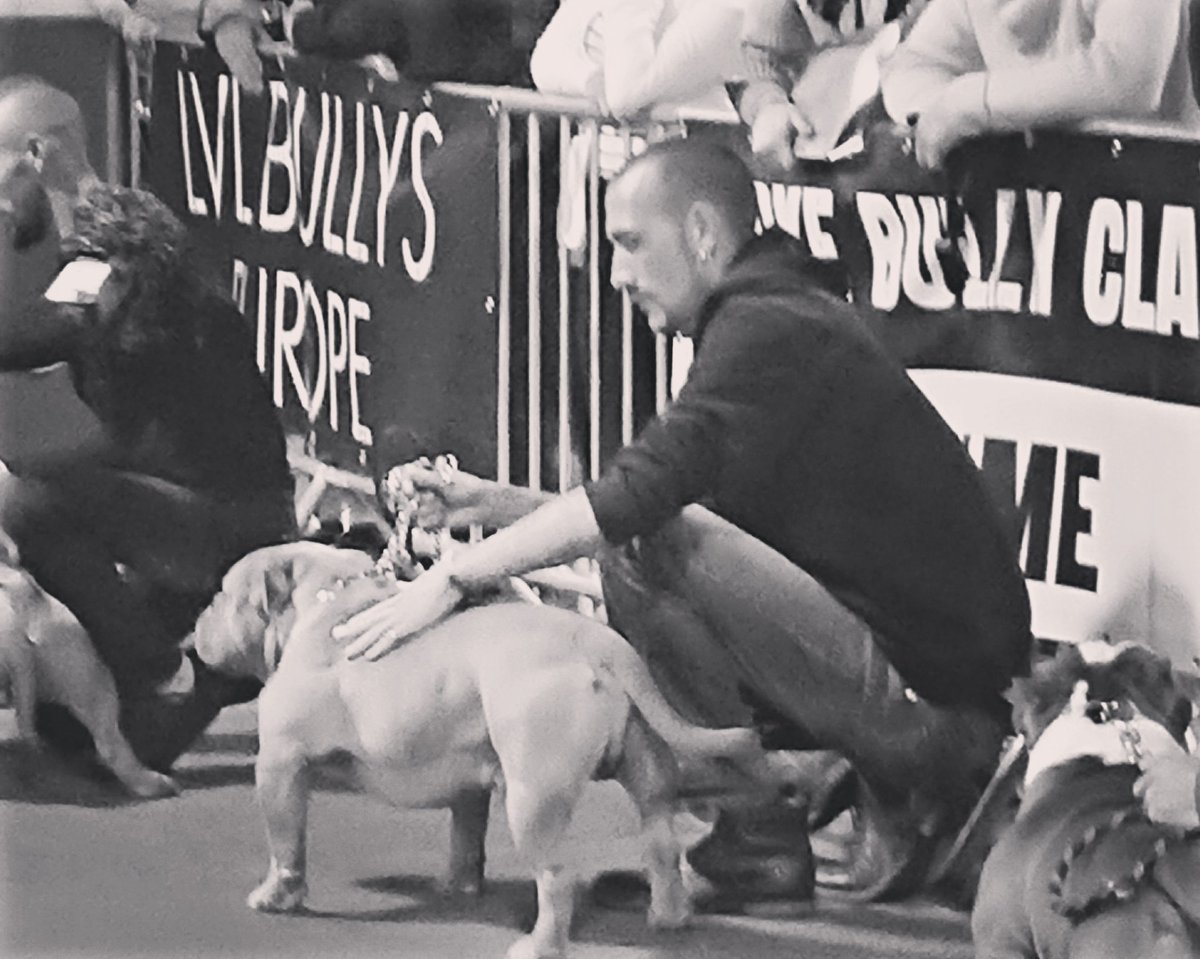 NightmareBully's tweet photo. Paris bully master 2.0 2018
Nice moment
@TheAbkc #americanbully #bully #bullyworld #pocket #muscle #bullypocket #theabkc #abkc #male #parisbullymaster #extremebully https://t.co/oqUDOi2Nsx