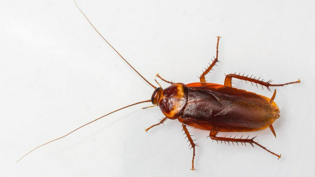 koat7news's tweet image. Cockroach milk anyone? It may be the next big superfood bit.ly/2L6N0o3