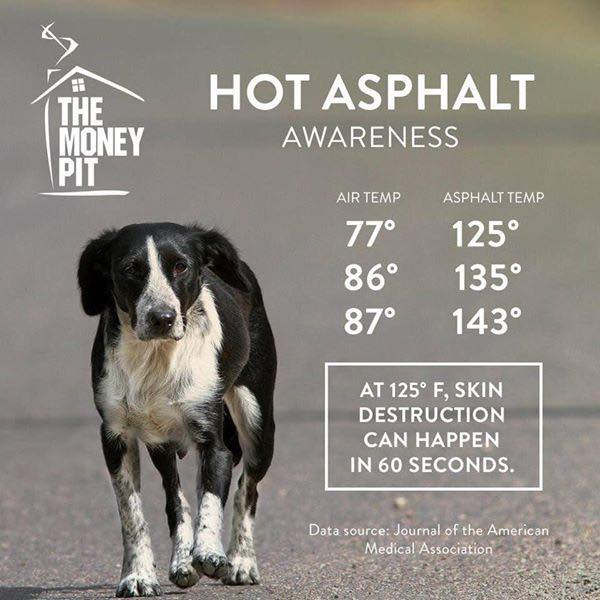 If you have to take out your dog during the day, stay in the shade as much as possible, keep it short, bring water - it's hot out there on the asphalt! Hot weather tips - sahumane.org/pet-care-tips/…