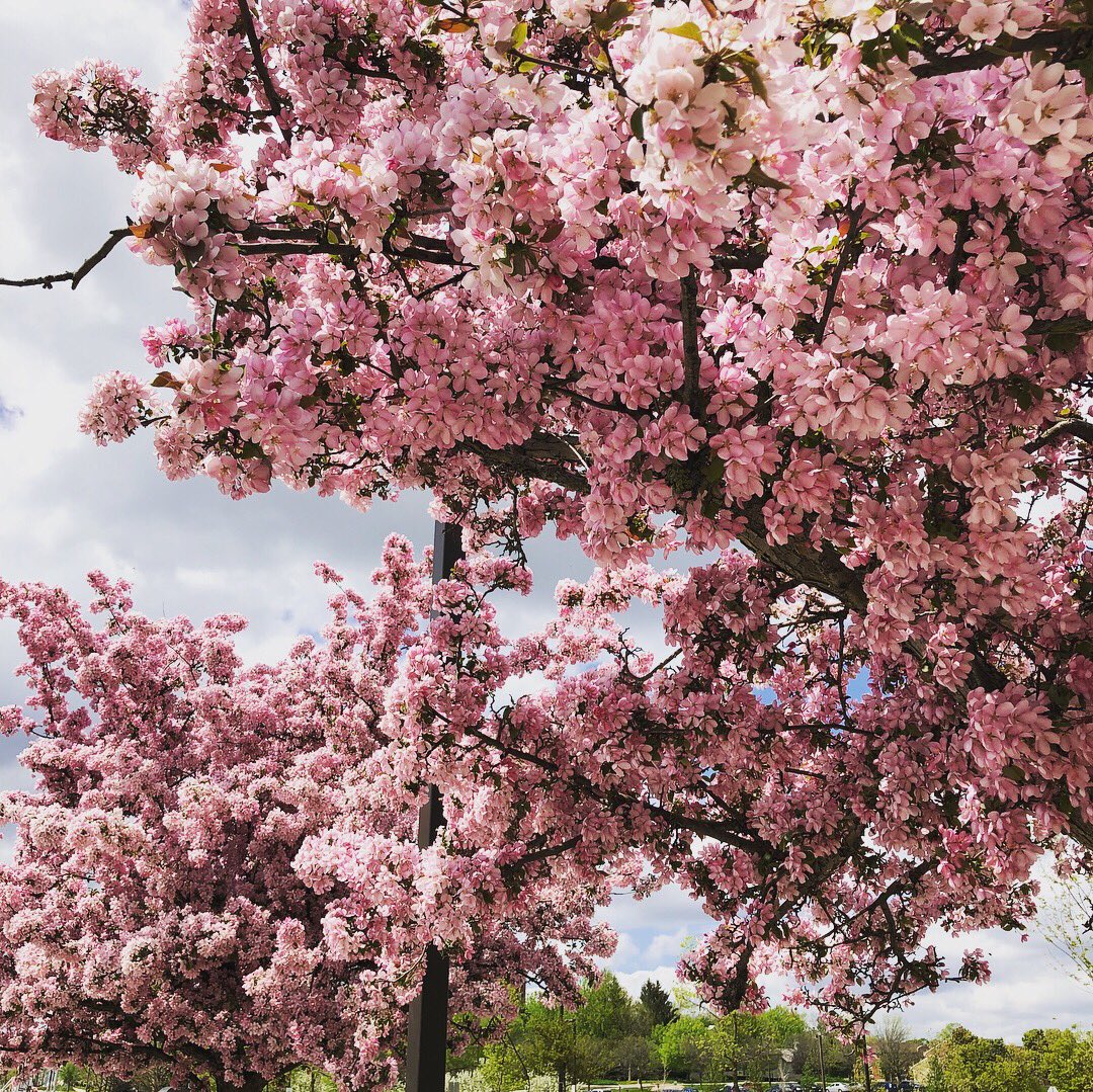 UofG_Hostel's tweet photo. Look at these blooms! 🌸 they’re all around our summer hostel! #uofg #summer #blooms https://t.co/PfBz6Rfssa