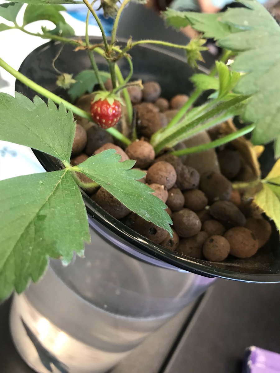 stephanielabuz's tweet photo. Exciting things are happening in our aquaponics system! #aquaponics #strawberries #sixthgradescientists @EbingerSchool https://t.co/de64fJkIsX