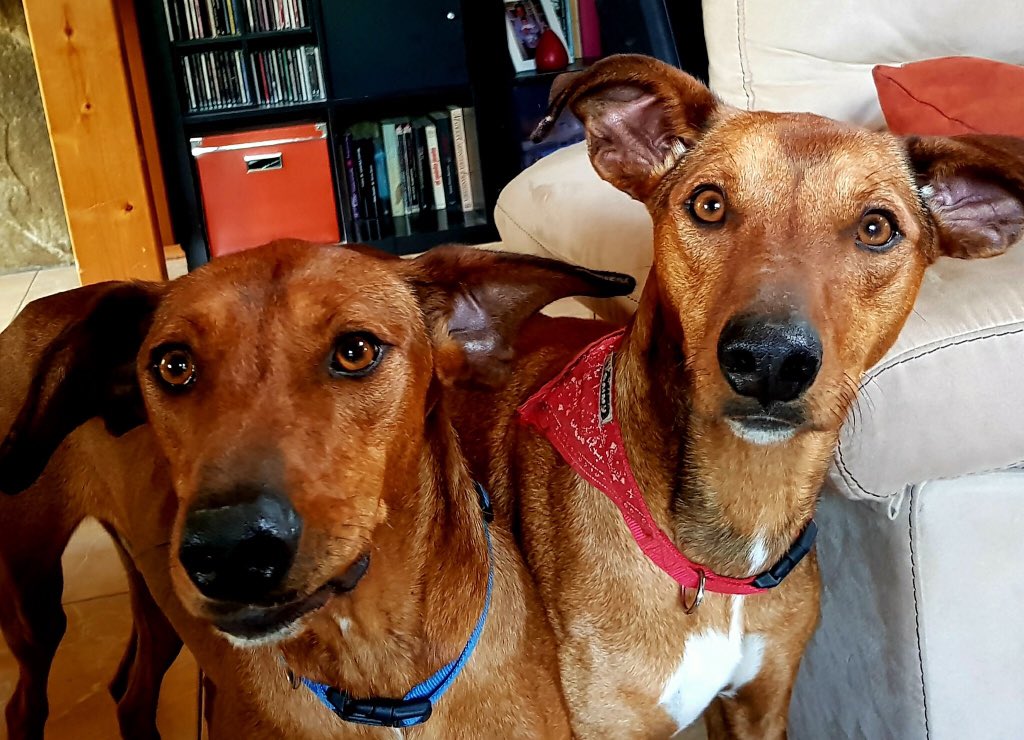 mariabretong's tweet image. Perdidos hoy en #Garrapinillos #Utebo #Zaragoza #Losllanos
Muy dóciles y con chip 
Por favor RT @DANIROVIRA 
Llamad a 649850409