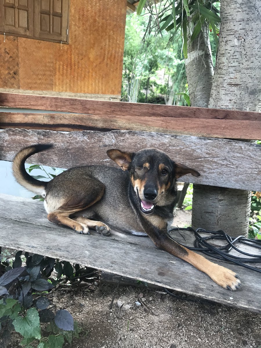 nattcrane's tweet photo. this is Buddy. he has one eye and three legs. Buddy is my hero. https://t.co/KbM9eP2lGj