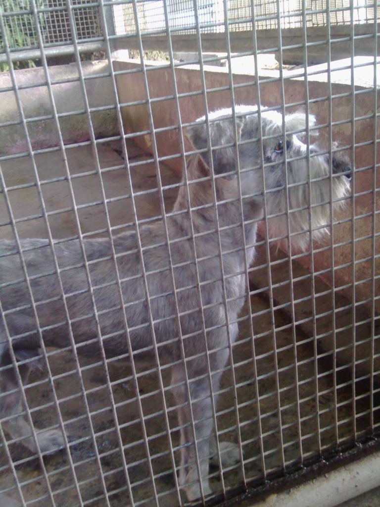 MASCOTASDECALLE's tweet photo. Si vieras un schnauzer como la primera foto vagando en la calle lo agarrarias? y si lo vieras como en la segunda foto? (Así estaba ayer, solo bajo la indiferencia)
Abajo de tanto maltrato se esconden hermosos seres que solo necesitan una oportunidad https://t.co/p8xoI0hTJu